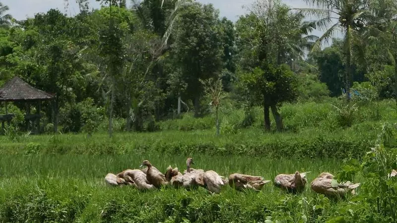ベッドアンドブレックファースト Cahaya Tetebatu Inn