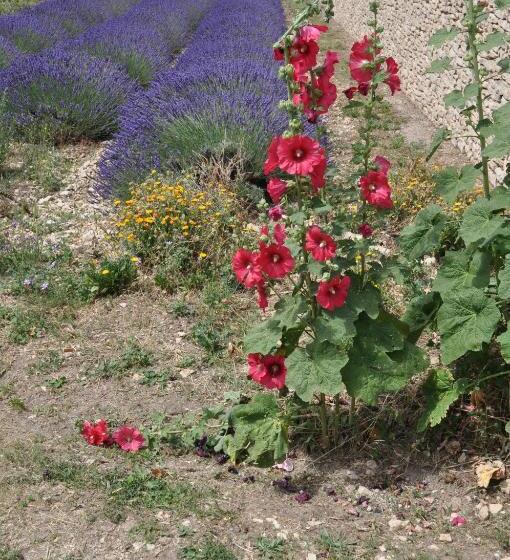 Bed and Breakfast Le Petit Labouret