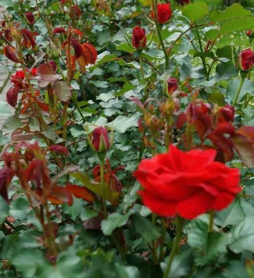 ベッドアンドブレックファースト Les Charmes Du Petit Pré