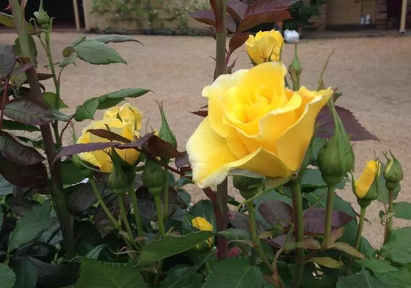 Gasworks B&b Cottages