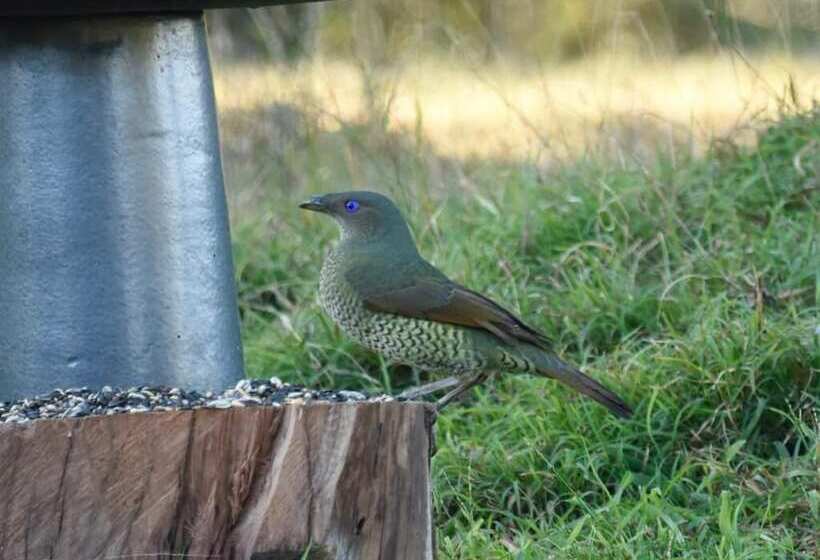 Bluegums Cabins Barrington Tops