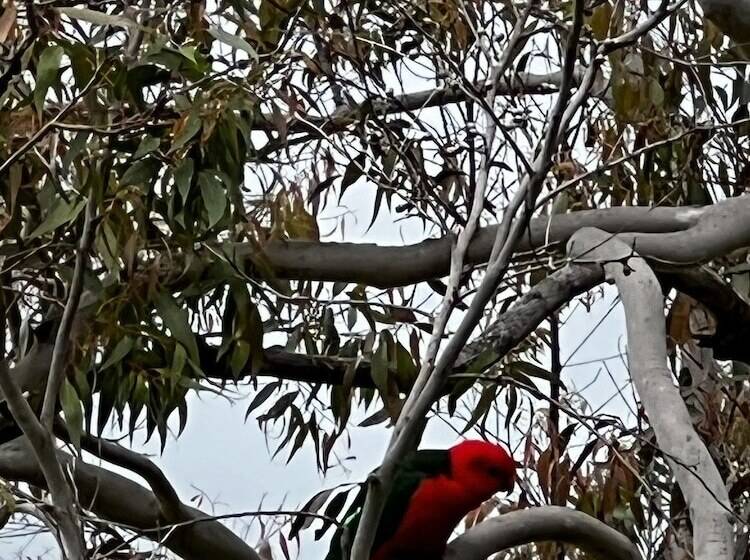Bluegums Cabins Barrington Tops