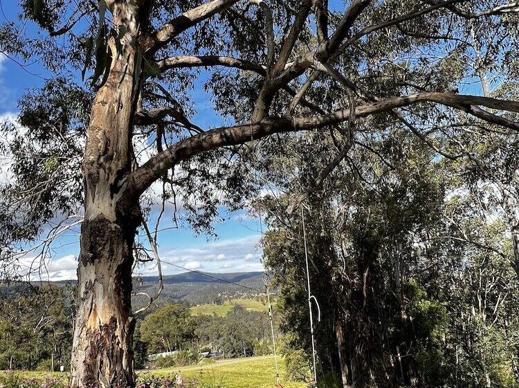 Bluegums Cabins Barrington Tops