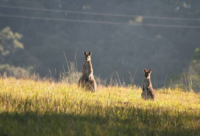 Bluegums Cabins Barrington Tops