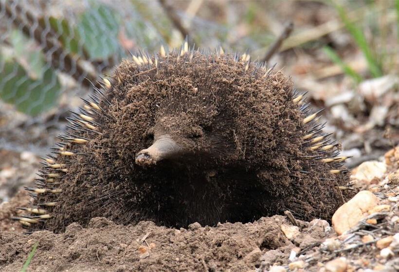 Down To Earth Farm Retreat