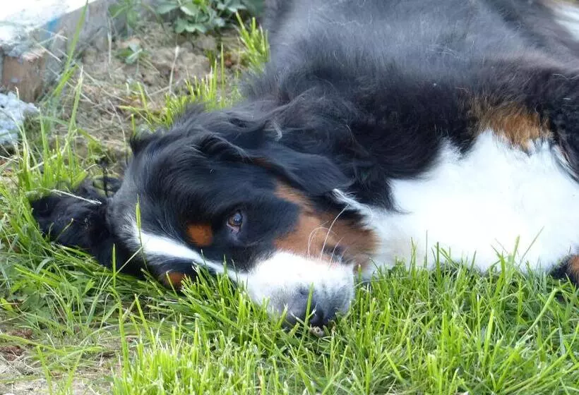 ペンション Les Terrasses Des Mimosas