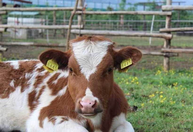 Bed and Breakfast La Tenuta Del Campo Di Sopra