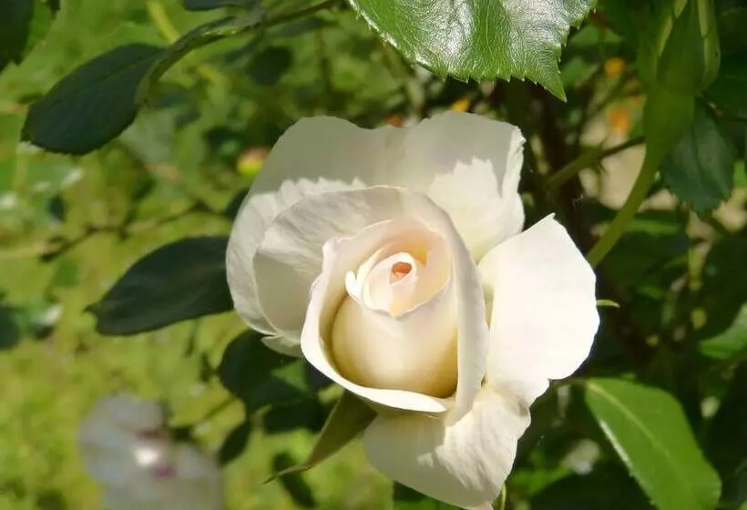 Majatalo Domaine De L'estuaire