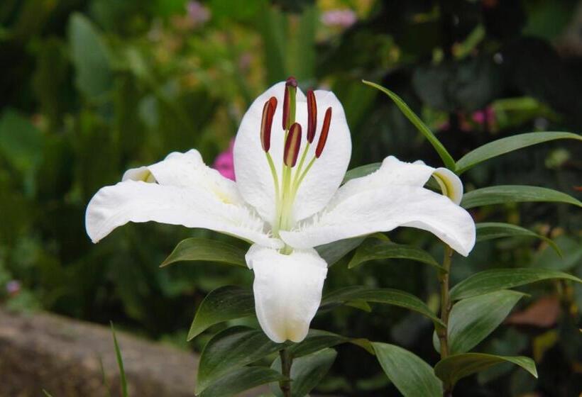 بنسيون Il Etait Une Fois A L Ouest