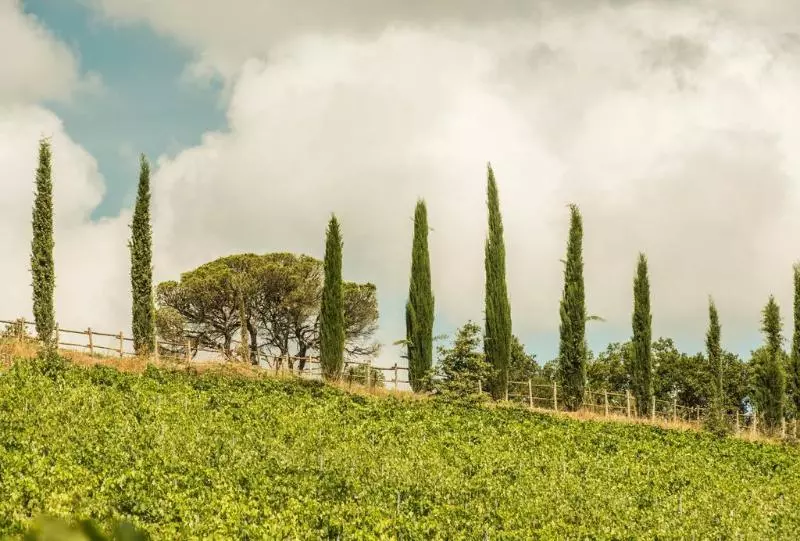 ホテル Wine Resort Dievole