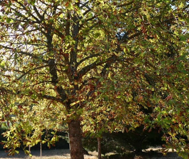 Bed and Breakfast Chambres D Hotes A L Ombre Du Saule