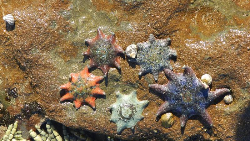 Culburra Beach Motel