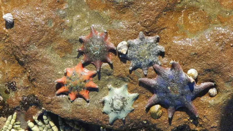 Culburra Beach Motel