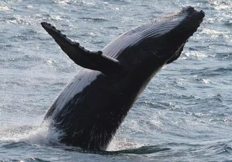 Culburra Beach Motel