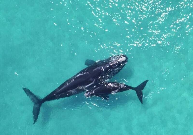 Курорт Kalgan River Chalets And Caravan Park