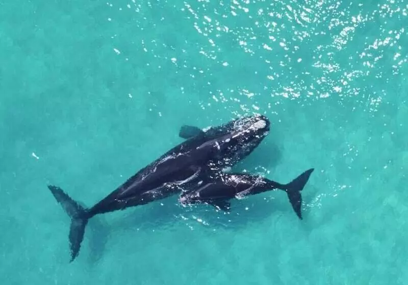 リゾートホテル Kalgan River Chalets And Caravan Park