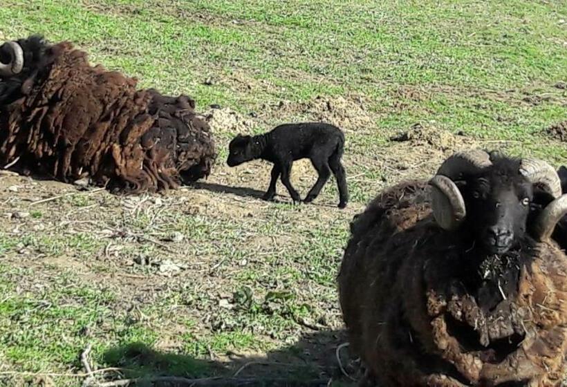 住宿加早餐 Asinus 32