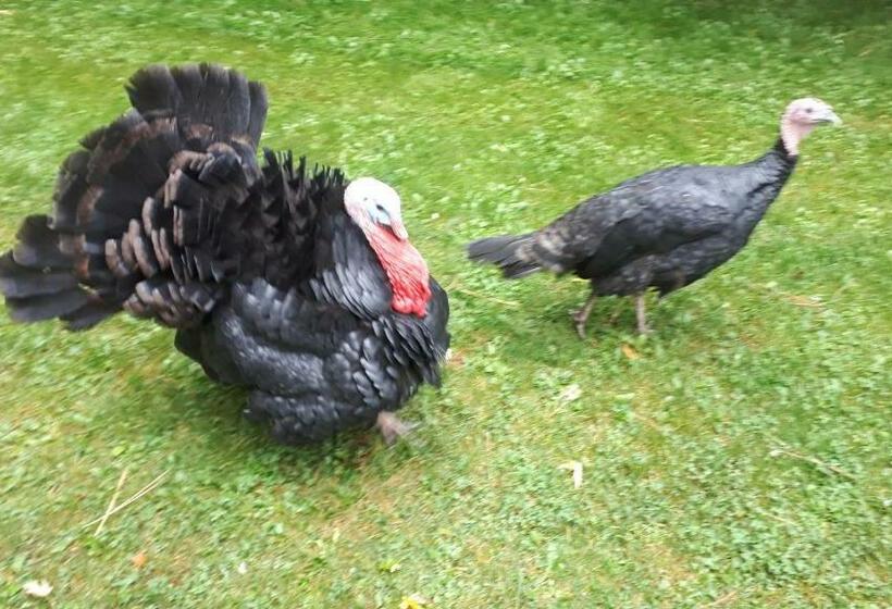 住宿加早餐 Asinus 32