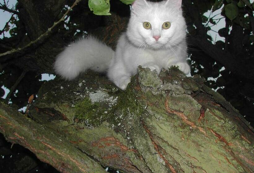 住宿加早餐 Asinus 32