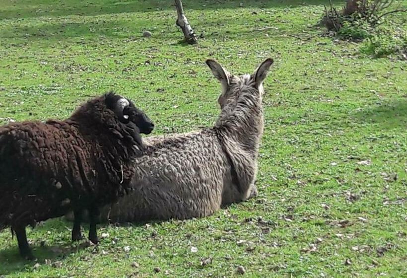 住宿加早餐 Asinus 32