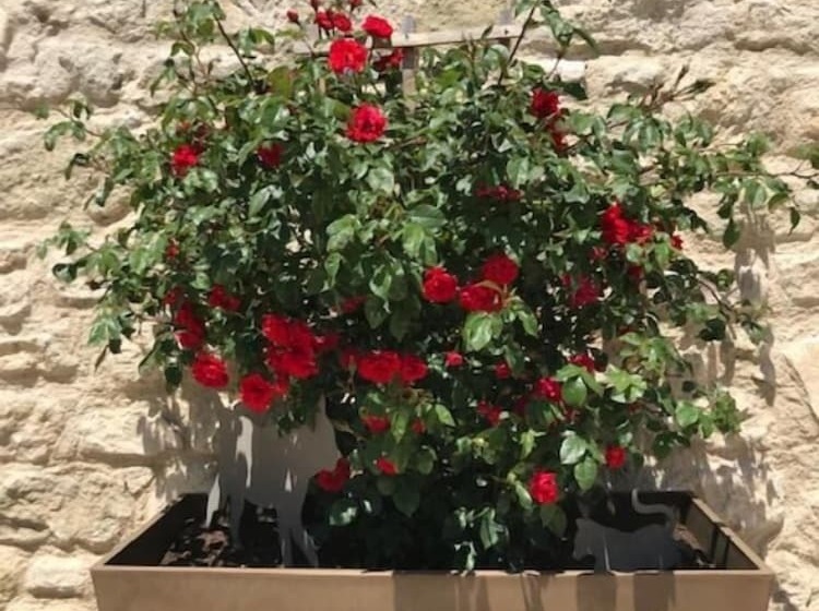 Bed and Breakfast La Petite Campagne