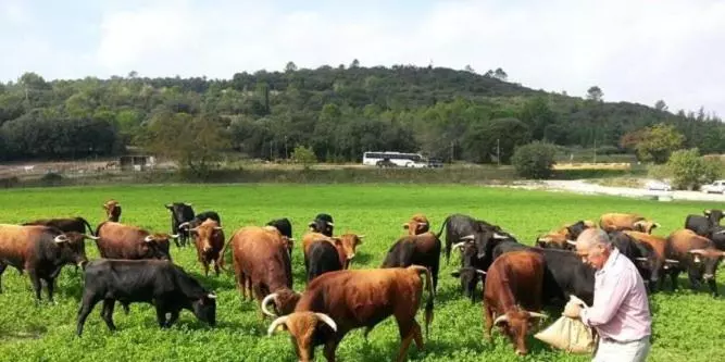 Aamiaismajoitus (B&B) Chambres D Hôtes Au Mas Du Sire