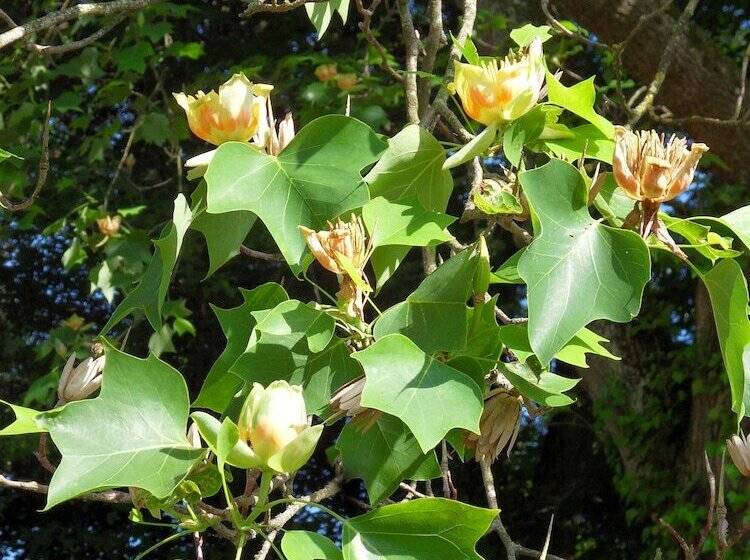 مبيت وإفطار Château De La Motte