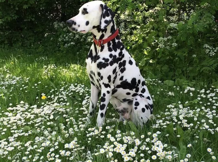 Hotelli Chateau De La Goujonnerie