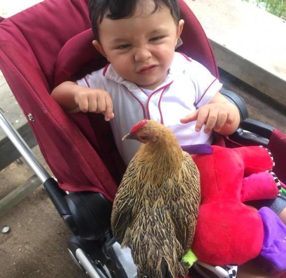 ホテル Campestre La Fuente   Piscina