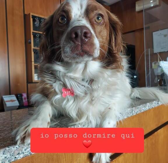 Hôtel Montebello Park