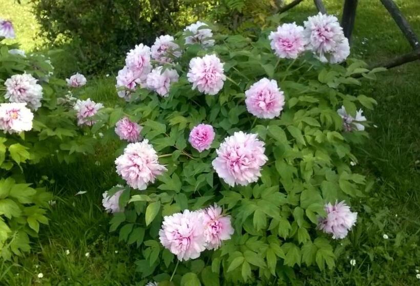 Hôtel Montebello Park