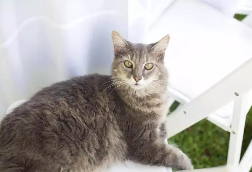 汽车旅馆  Rainbow Courts