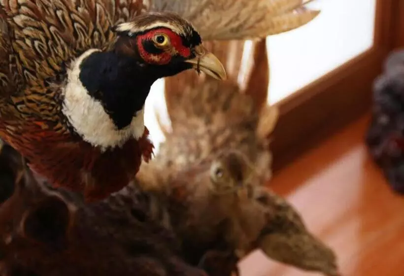 Hotelli Marumo Ryokan