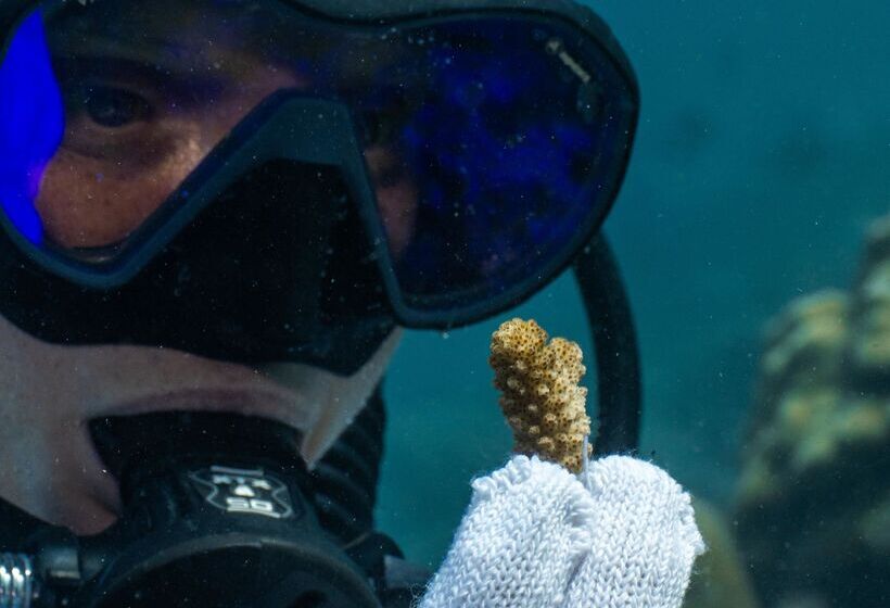Hotel The Nautilus Maldives