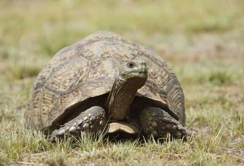 Hotel Letsatsi Game Lodge