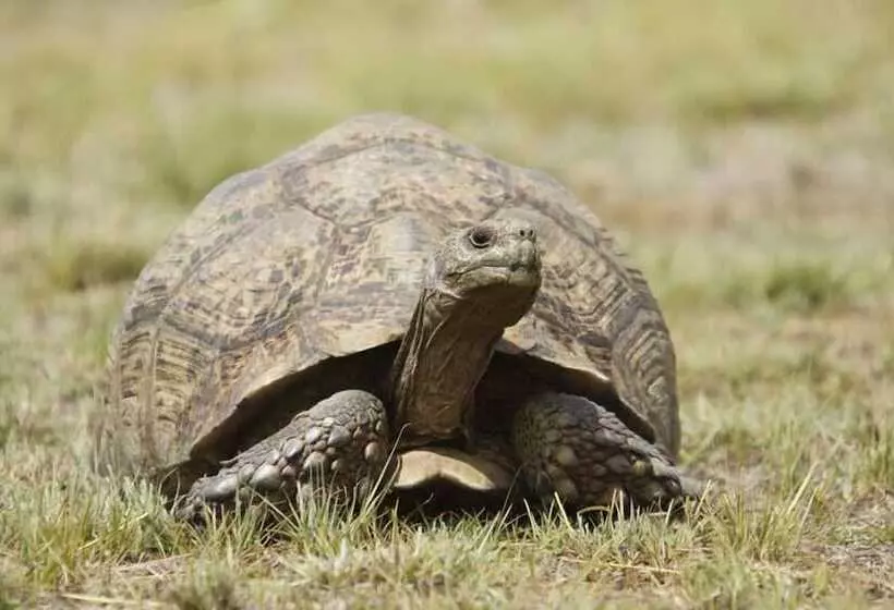 Hotelli Letsatsi Game Lodge