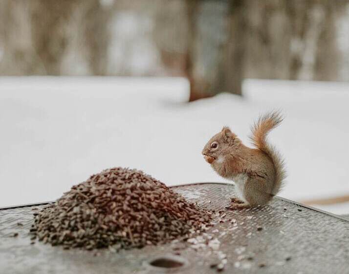 مبيت وإفطار La Maison Bellemare