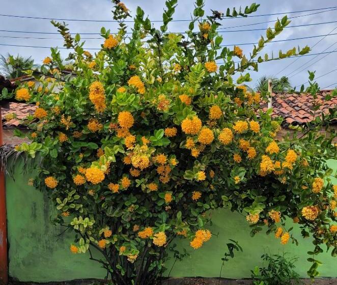 פנסיון Pousada Terraço Potiguara