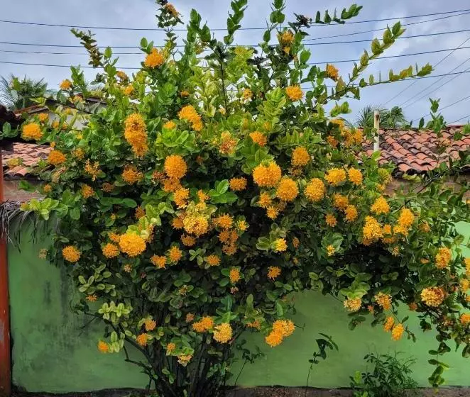 ペンション Pousada Terraço Potiguara