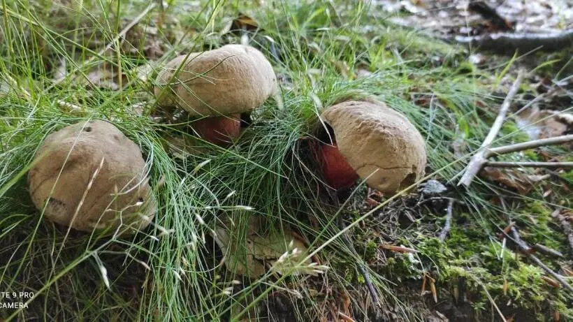 Pension Bílý Hořec