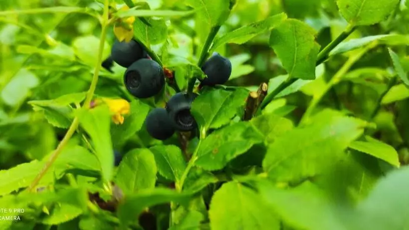 Pension Bílý Hořec