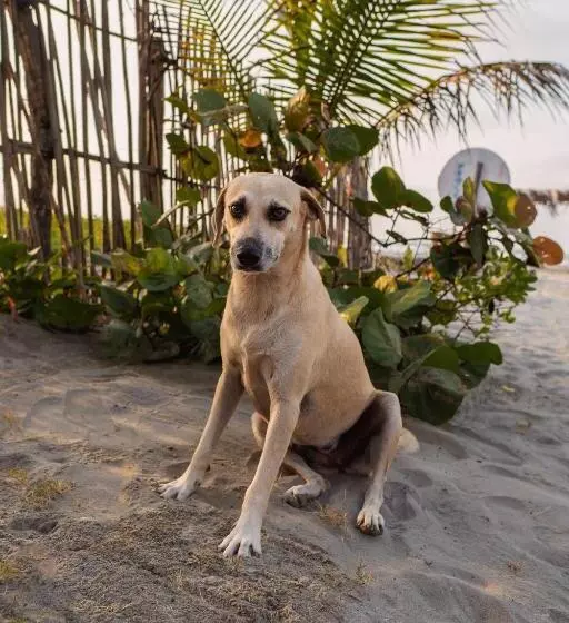 Lomakeskus Paraíso Natural Eco