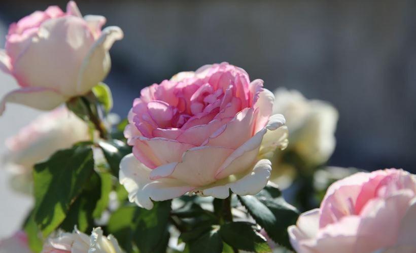 Hospedaria Gästehaus Gühring