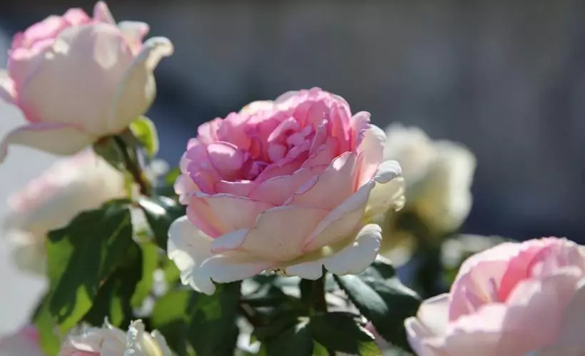 Retkeilymaja Gästehaus Gühring