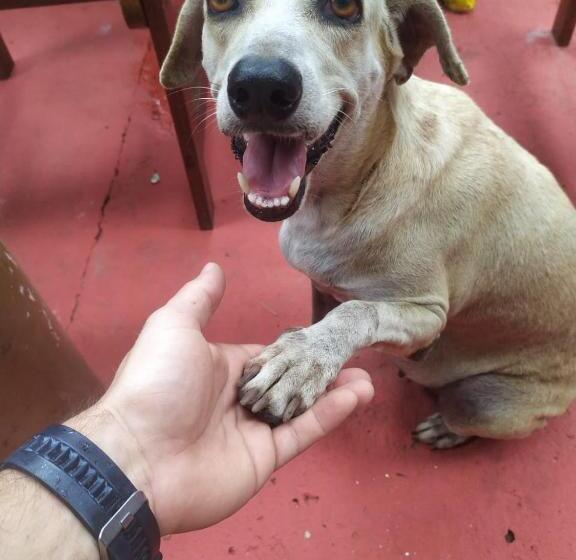 פנסיון Vila Shangri La Algodoal  Suítes E Redário