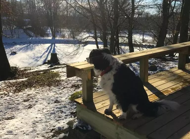 ホテル Farm Stay Happy Dogs Ranch