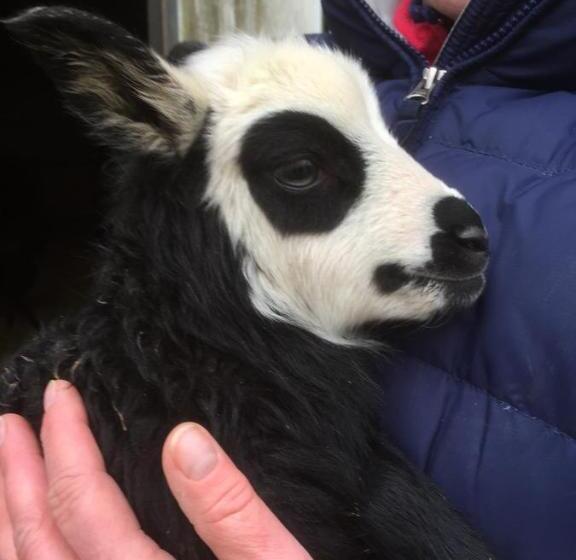 فندق Farm Stay Happy Dogs Ranch