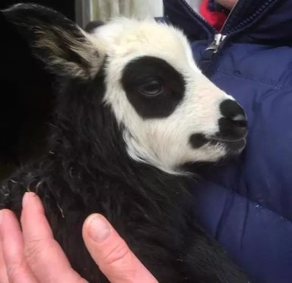 ホテル Farm Stay Happy Dogs Ranch