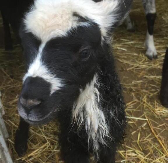 فندق Farm Stay Happy Dogs Ranch