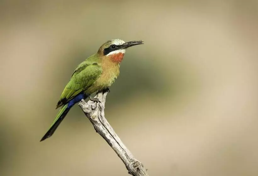 ホテル The Outpost & Pel S Post